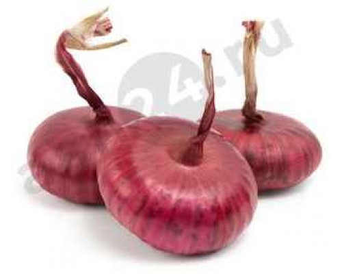 Овощи Лук ялта