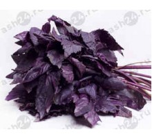 Зелень Базилик