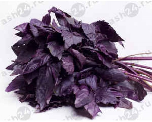 Зелень Базилик