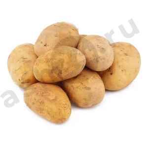 Овощи Картофель