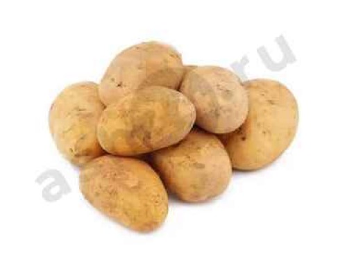 Овощи Картофель