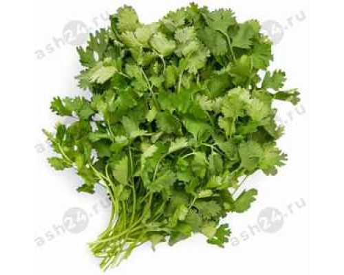 Зелень Кинза