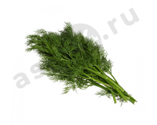 Зелень Укроп