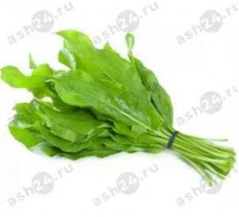 Зелень Щавель