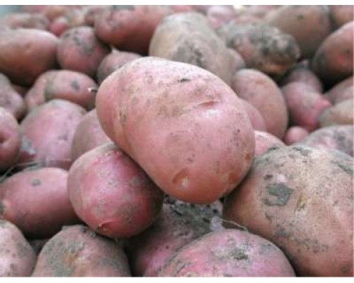 Овощи Картофель розовый