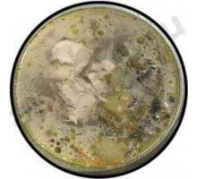 Первые блюда Суп с курицей, сливками и грибами (300г)