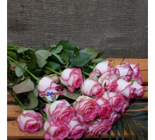 Роза джамалия (50см)