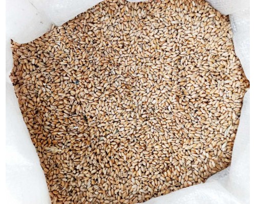 Корм для животных пшеница (опт) 25кг